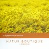 Natur Boutique London Chrysanthemum Tea 20 Sachets